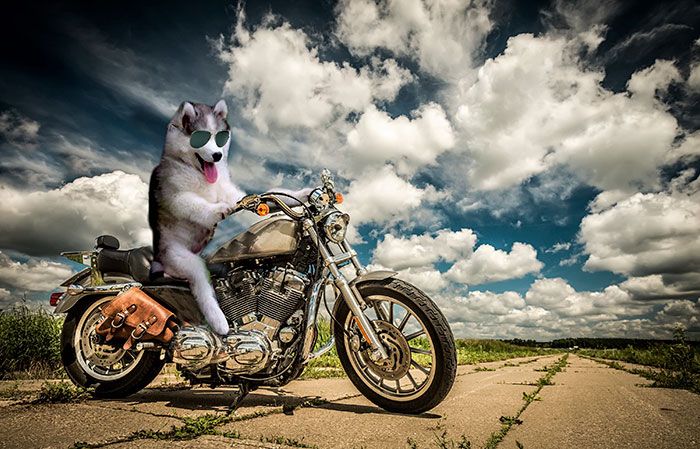 This Husky Got Stuck In A Tree And The Internet Had A Field Day (30 pics)