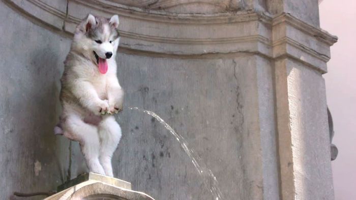 This Husky Got Stuck In A Tree And The Internet Had A Field Day (30 pics)