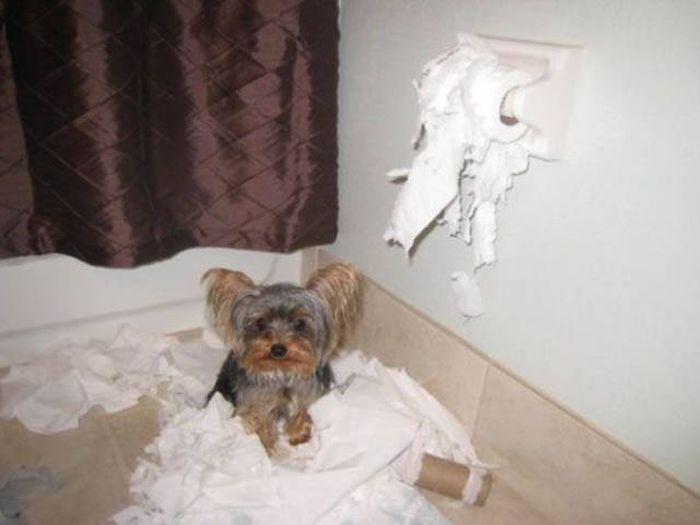 Pets Are Adorable Minions Of Destruction When They're Left Alone (32 pics)