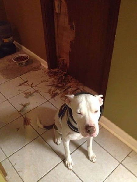 Pets Are Adorable Minions Of Destruction When They're Left Alone (32 pics)