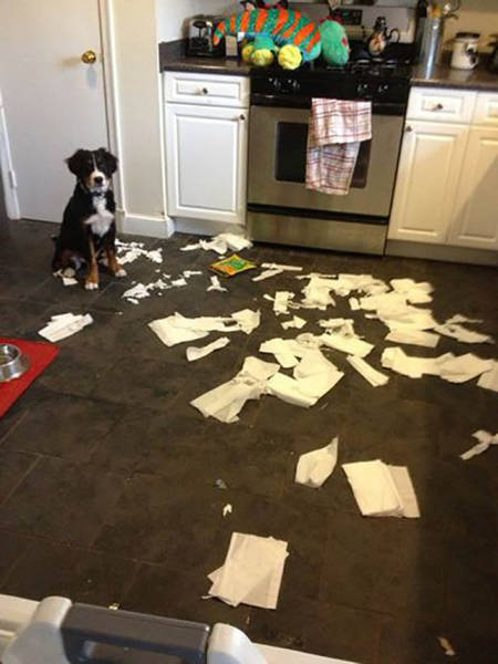 Pets Are Adorable Minions Of Destruction When They're Left Alone (32 pics)