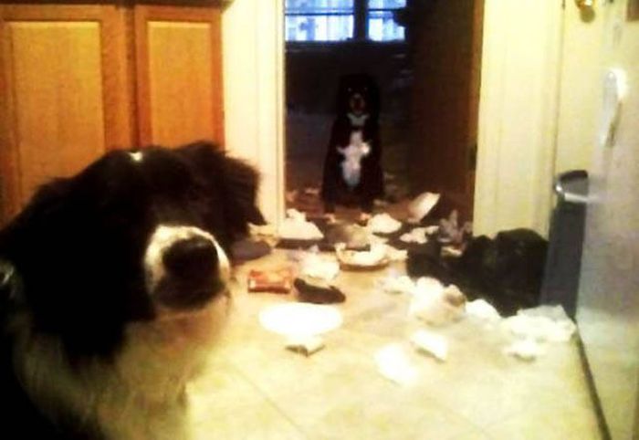 Pets Are Adorable Minions Of Destruction When They're Left Alone (32 pics)