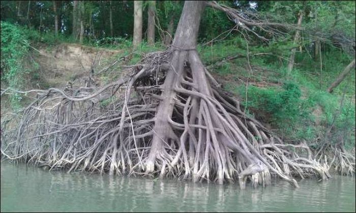 Acid Picdump (96 pics)