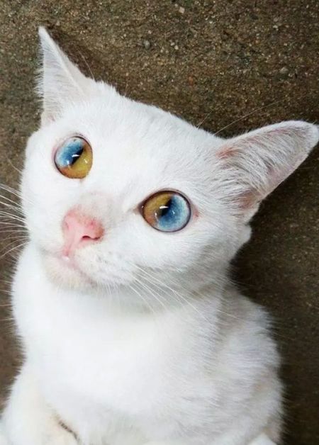 Acid Picdump (96 pics)