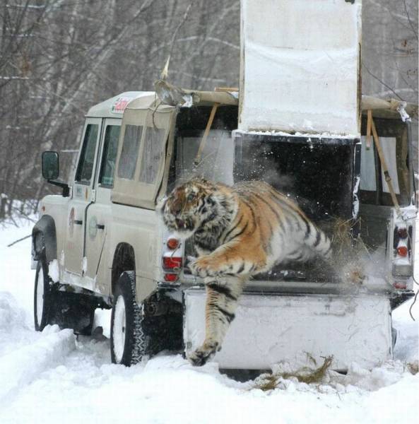 Acid Picdump (96 pics)