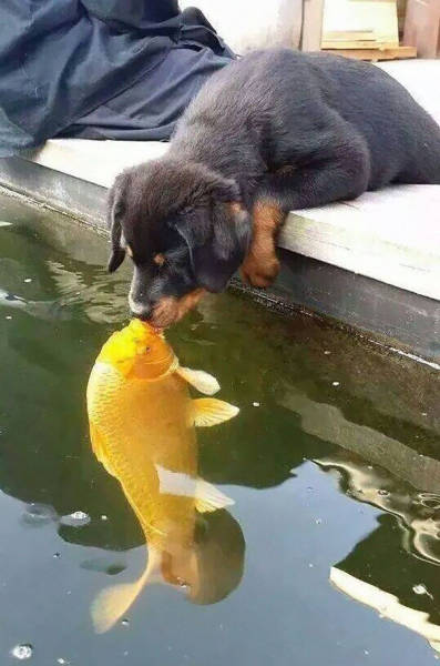 Photo Of A Puppy Kissing A Koi Fish Ignites A Photoshop Battle (19 pics)