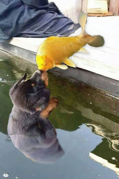 Photo Of A Puppy Kissing A Koi Fish Ignites A Photoshop Battle (19 pics)