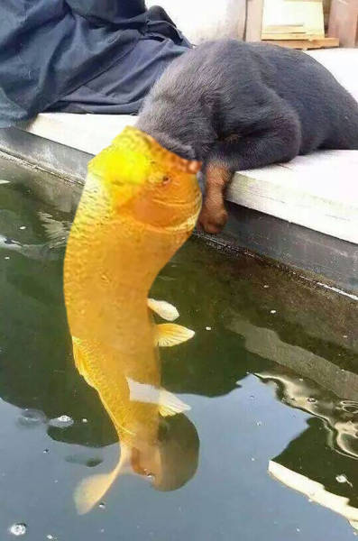Photo Of A Puppy Kissing A Koi Fish Ignites A Photoshop Battle (19 pics)