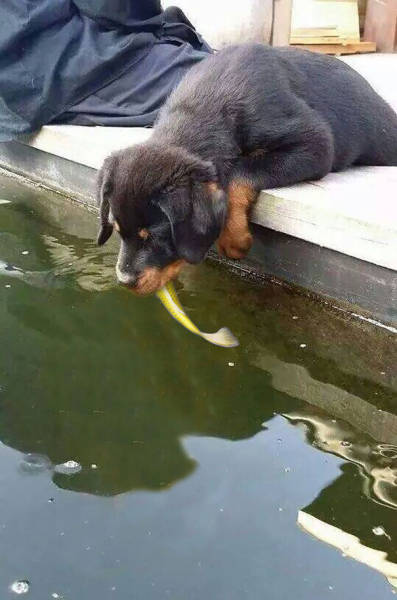 Photo Of A Puppy Kissing A Koi Fish Ignites A Photoshop Battle (19 pics)