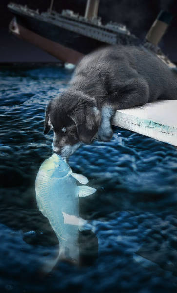 Photo Of A Puppy Kissing A Koi Fish Ignites A Photoshop Battle (19 pics)
