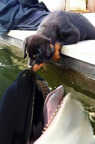 Photo Of A Puppy Kissing A Koi Fish Ignites A Photoshop Battle (19 pics)