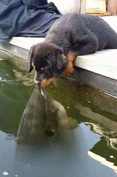 Photo Of A Puppy Kissing A Koi Fish Ignites A Photoshop Battle (19 pics)