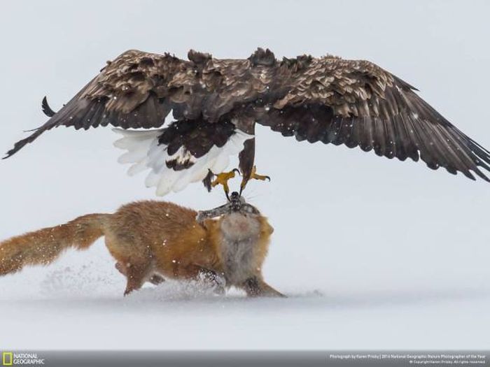 Stunning Pics From National Geographic's Nature Photographer Of The Year Contest (49 pics)