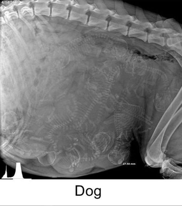 Interesting X-Rays Of Pregnant Animals (15 pics)