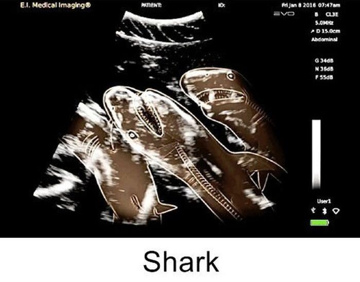 Interesting X-Rays Of Pregnant Animals (15 pics)