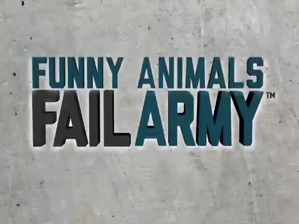 Funny Animal Fails