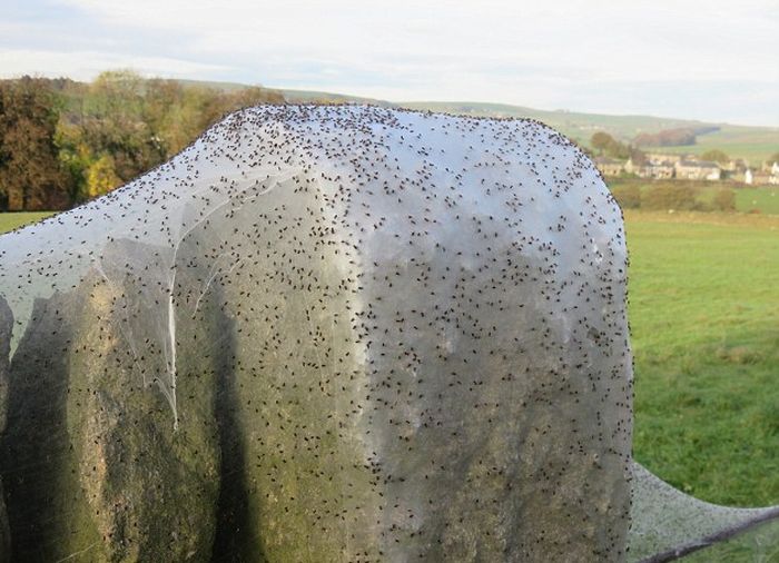Thousands Of Spiders Invade A Village Overnight (8 pics)