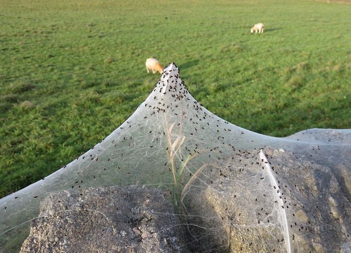Thousands Of Spiders Invade A Village Overnight (8 pics)
