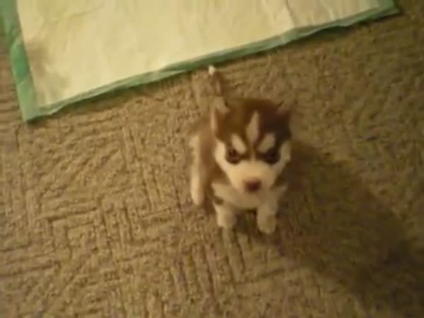 Husky Pup Sits And Speaks