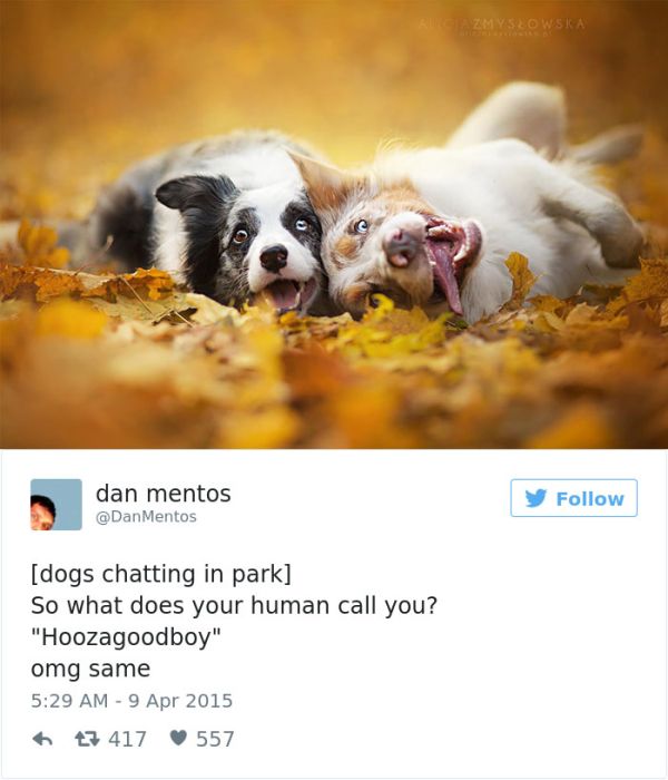 The Best Dog Tweets That The Internet Has To Offer (35 pics)