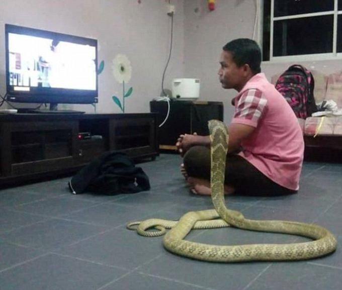 Man Marries His Reincarnated Girlfriend In The Form Of A Cobra (5 pics)