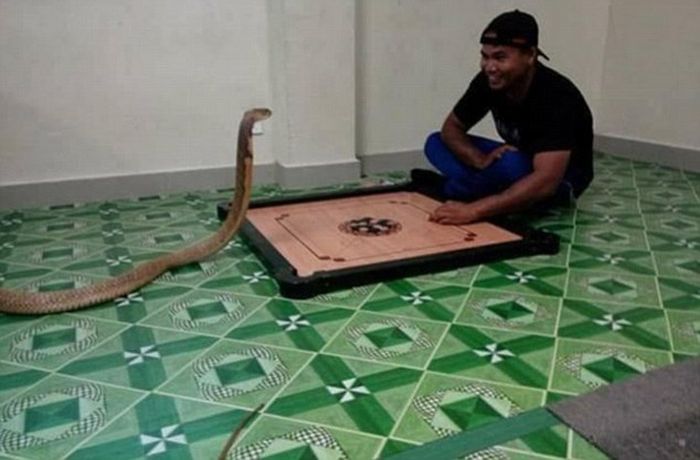 Man Marries His Reincarnated Girlfriend In The Form Of A Cobra (5 pics)