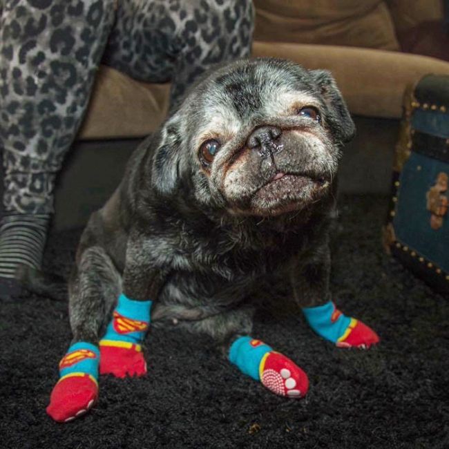 Pug's Life Is Changed Forever After She Gets Some Adorable Socks (5 pics)