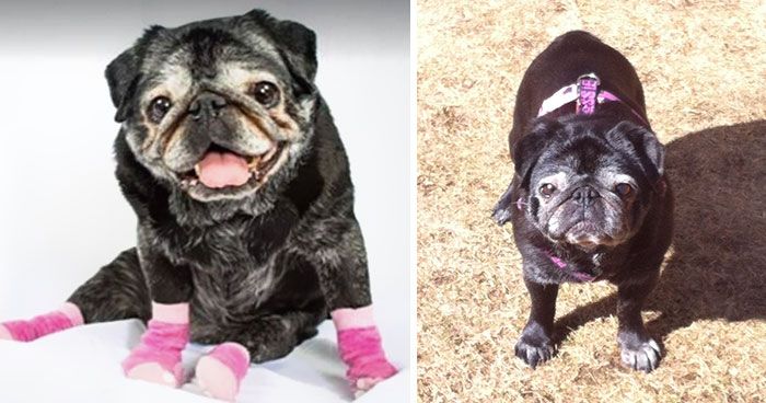 Pug's Life Is Changed Forever After She Gets Some Adorable Socks (5 pics)