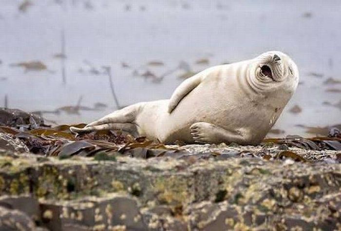 Acid Picdump (99 pics)