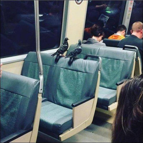 Acid Picdump (99 pics)