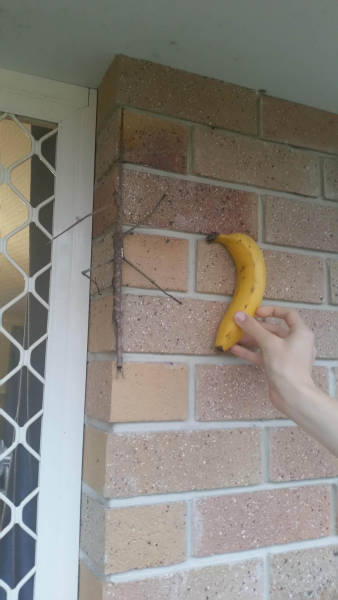 Acid Picdump (99 pics)