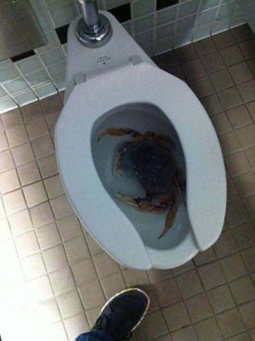 A Large Serving Of Nope With An Extra Side Of Nope (40 pics)