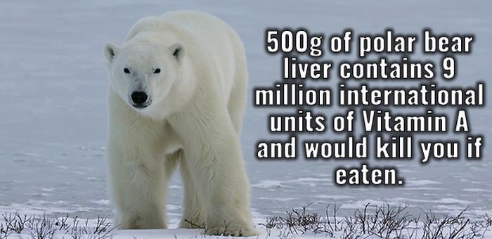 Fun Facts That Will Crush Your Ignorance And Make Your Smarter (20 pics)