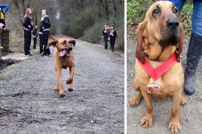 Dog Finishes In Seventh Place While Accidentally Running A Half Marathon (4 pics)