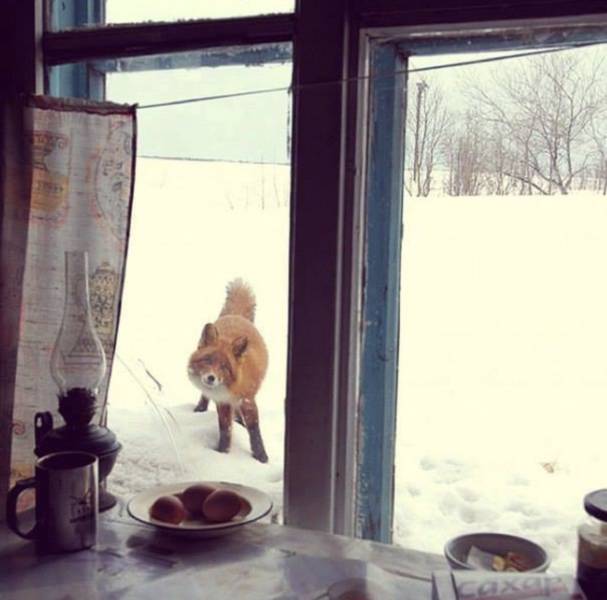Acid Picdump (113 pics)