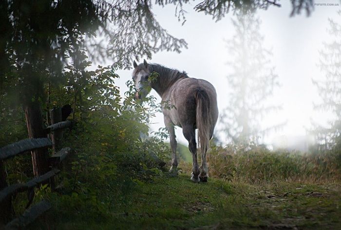 Ukrainian Photographer Takes Stunning Animal Portraits (30 pics)