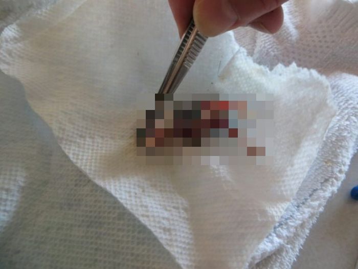 Veterinarian Saves Tiny Little Bird (14 pics)