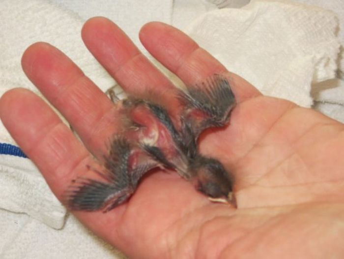 Veterinarian Saves Tiny Little Bird (14 pics)