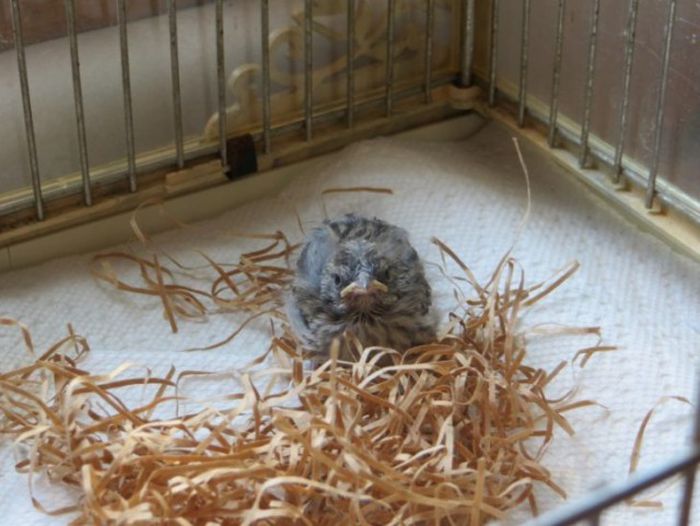 Veterinarian Saves Tiny Little Bird (14 pics)