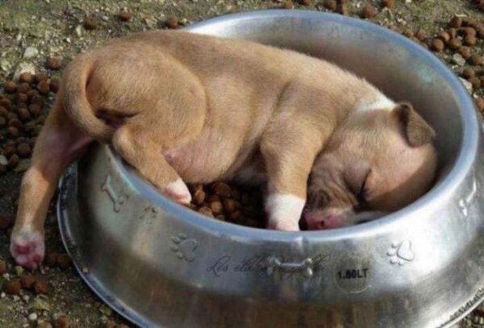Photos That Prove Pets Can Sleep Anywhere (21 pics)