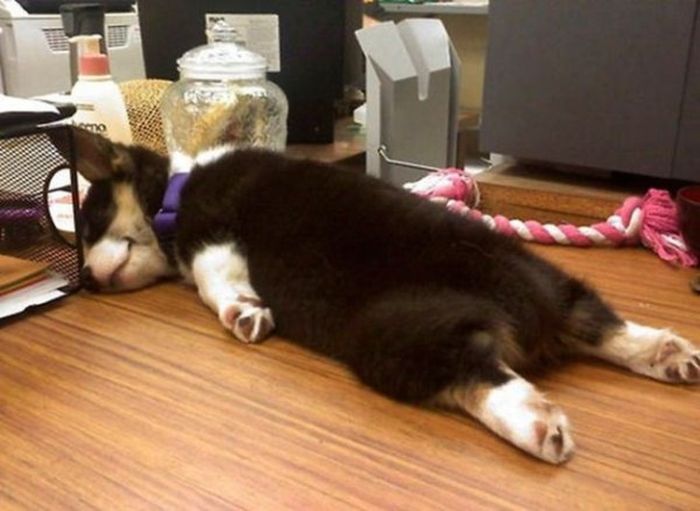 Photos That Prove Pets Can Sleep Anywhere (21 pics)