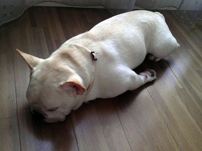 Photos That Prove Pets Can Sleep Anywhere (21 pics)