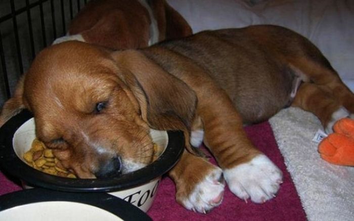Photos That Prove Pets Can Sleep Anywhere (21 pics)