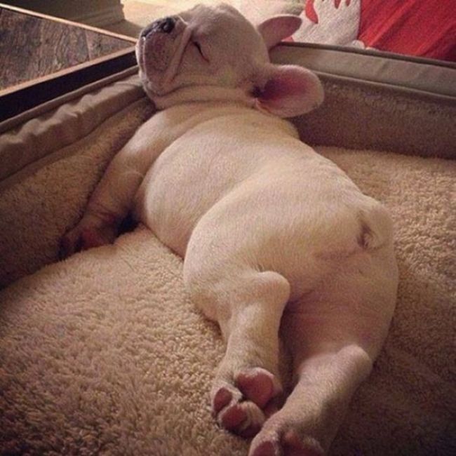 Photos That Prove Pets Can Sleep Anywhere (21 pics)