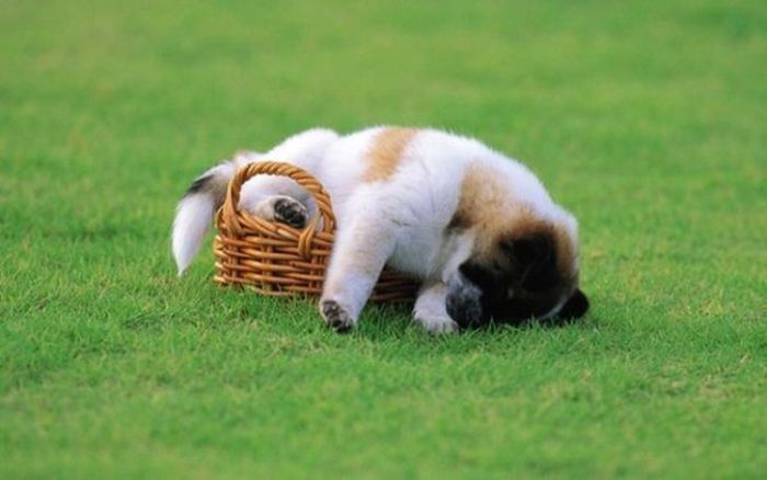 Photos That Prove Pets Can Sleep Anywhere (21 pics)