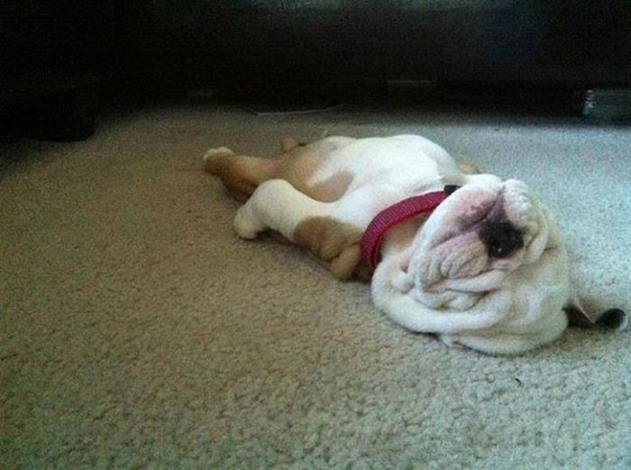 Photos That Prove Pets Can Sleep Anywhere (21 pics)