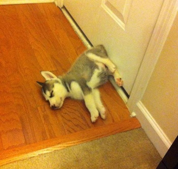 Photos That Prove Pets Can Sleep Anywhere (21 pics)