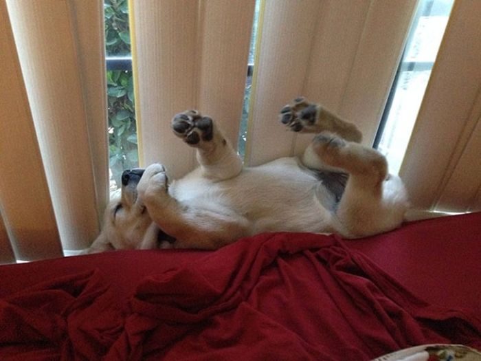 Photos That Prove Pets Can Sleep Anywhere (21 pics)