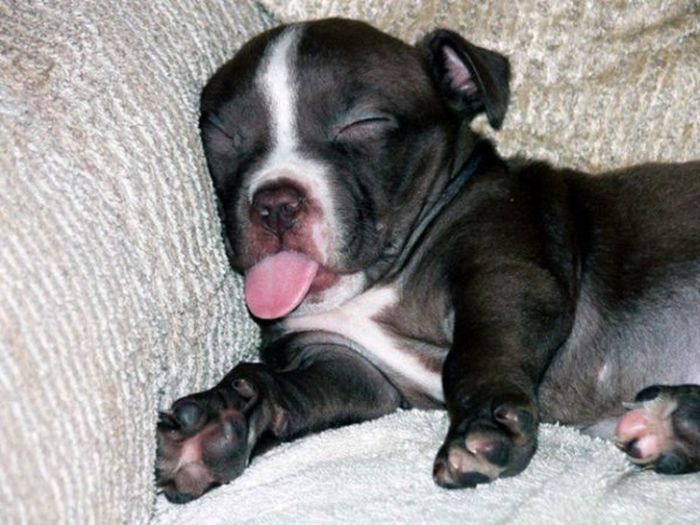Photos That Prove Pets Can Sleep Anywhere (21 pics)