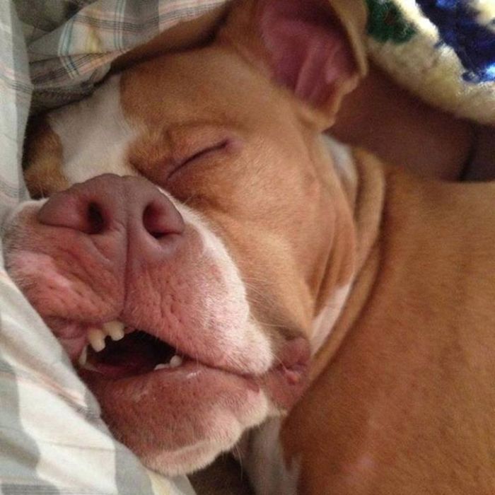 Photos That Prove Pets Can Sleep Anywhere (21 pics)